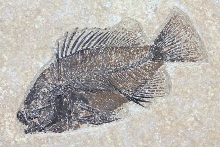 Cockerellites (Priscacara) Fossil Fish - Hanger Installed #93263